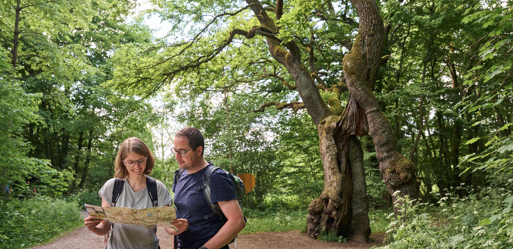 Wander-Paar mit Karte vor der Betteleiche im Nationalpark Hainich