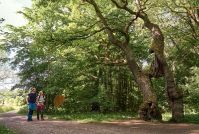 Betteleiche im Nationalpark Hainich