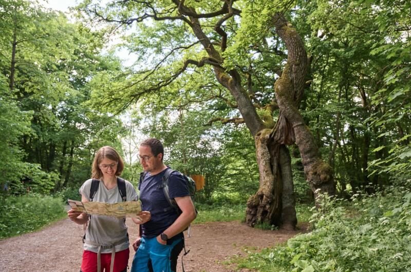 Wander-Paar mit Karte vor der Betteleiche im Nationalpark Hainich