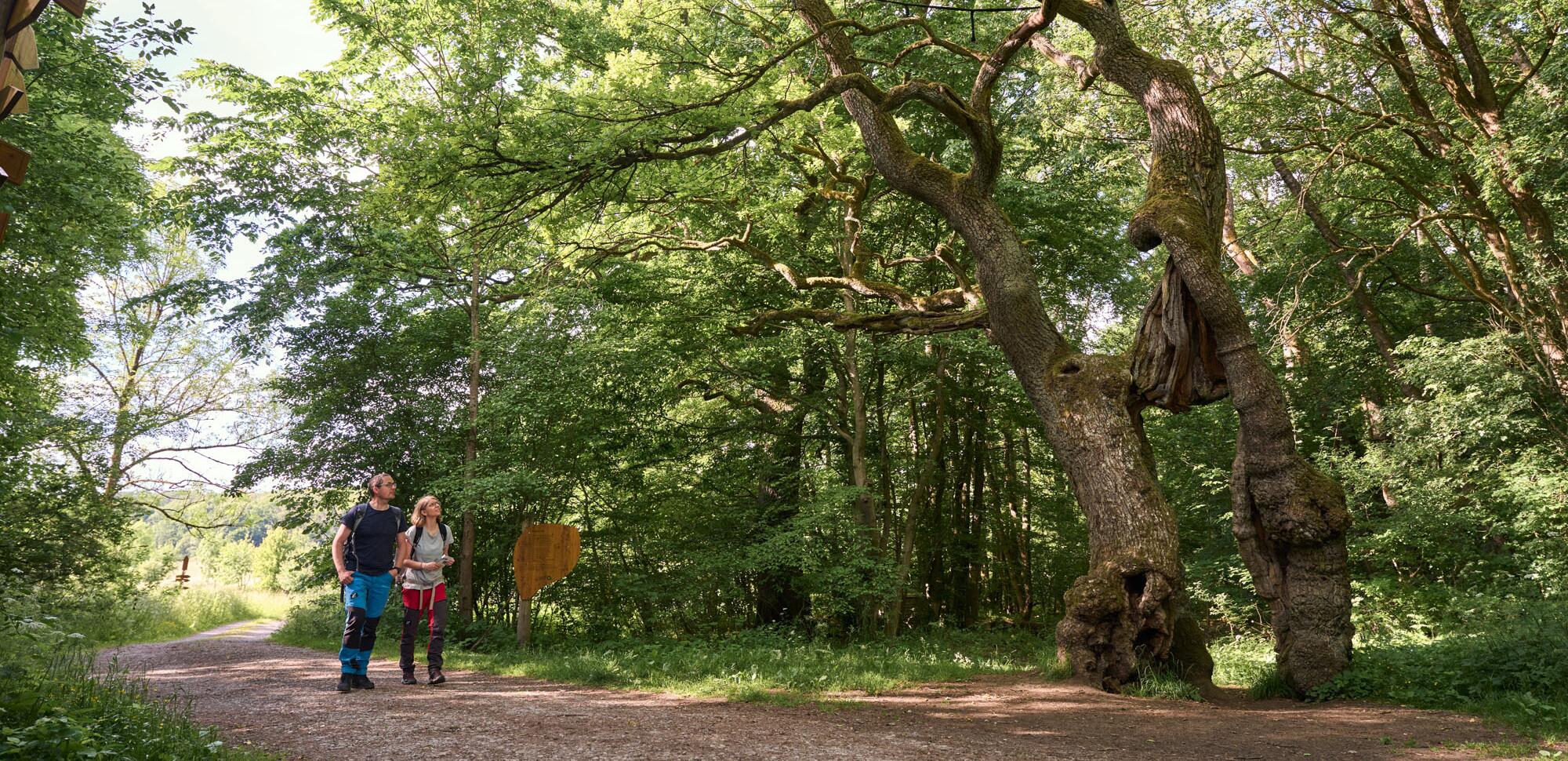 Betteleiche im Nationalpark Hainich